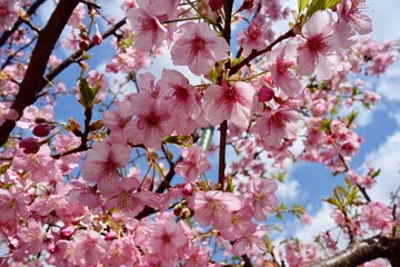 河津桜