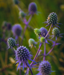 Summer field flowers