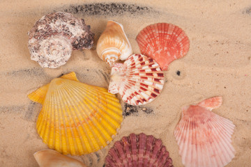 sea shells colorful on a black background