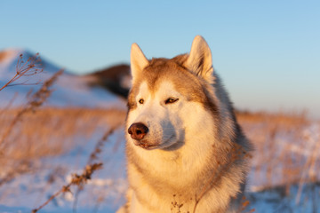 Beautiful, serious and free siberian Husky dog sitting on the hill in the withered grass at sunset.