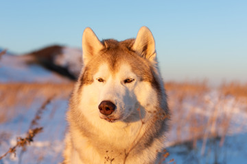 Beautiful, wise and free siberian Husky dog sitting on the hill in the withered grass at sunset.