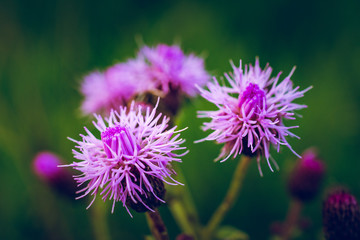 Summer field flowers