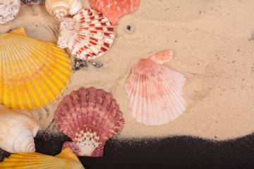 sea shells colorful on a black background
