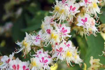 blooming wild chestnut macro