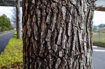 Obraz premium クスノキの樹皮