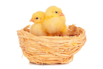 little chick and eggs in nest, isolated on the white