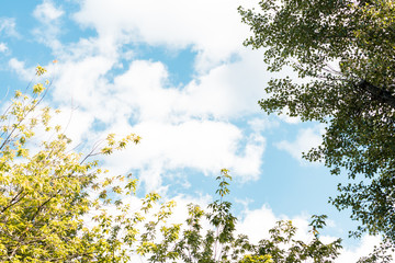 Fototapeta premium low angle view of twigs with green leaves in park