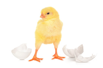 beautiful little chick and eggshell isolated