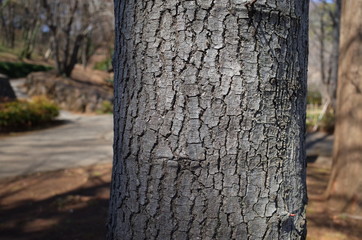 トウカエデの樹皮
