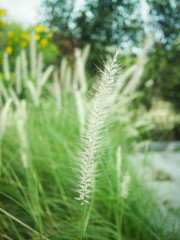 Fototapeta na wymiar Grass flowers in the garden