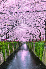 Beautiful Sakura or cherry blossoms spring Meguro River in Tokyo Japan