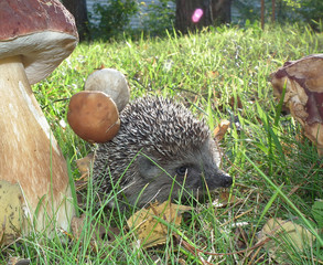 hedgehog