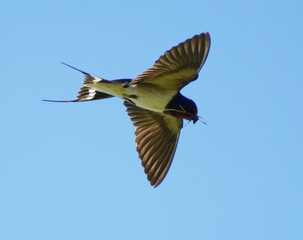 barn swallow