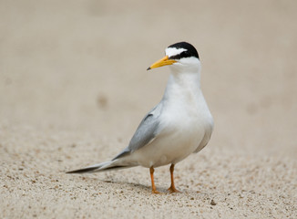 tern