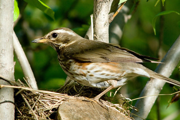 the bird on the nest