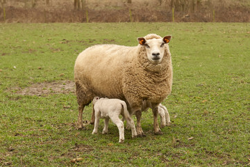 Naklejka na ściany i meble Ewe suckles lambs in the meadow in Spring