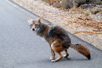 fox defacating on street