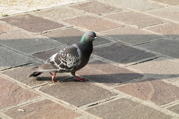 Piccione