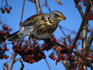 fieldfare
