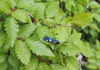  butterfly on leaf