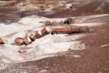 petrified forest national park