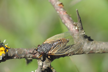 Cicada on  branch