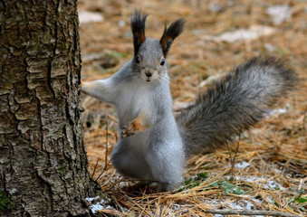 squirrel