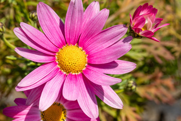 デイジーの花