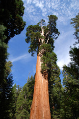 Giant Sequoia forest