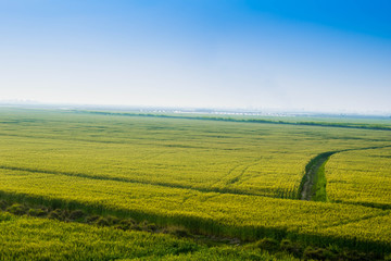 landscape ,green fields with blue sky.