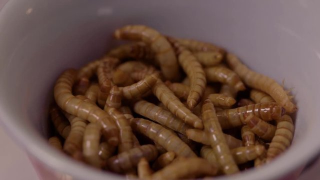 Close up shot of live mealworms in a small white bowl