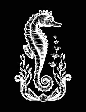 Hand drawn seahorse with sea plants. Vintage vector illustration.