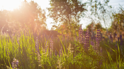 Flower field at sunset. Spring purple and pink lupine flowers in green grass.