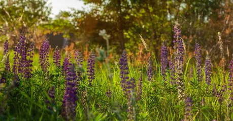 Flower field at sunset. Spring purple and pink lupine flowers in green grass.
