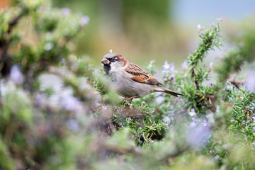 Portrait of a sparrow on a branch close up on tree