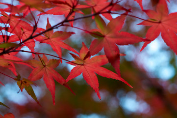 Beautiful red maple leaves (Momiji) during Japanese autumn