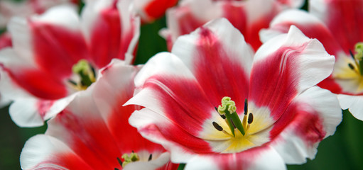 Fototapeta na wymiar Close-up of closely bundled white-pink tulips. Easter background.