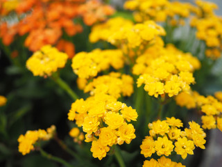 yellow Flowers in garden