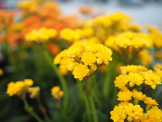 yellow Flowers in garden
