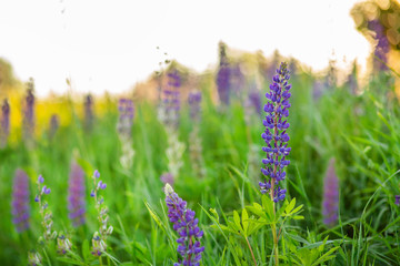 Flower field at sunset. Spring purple and pink lupine flowers in green grass.