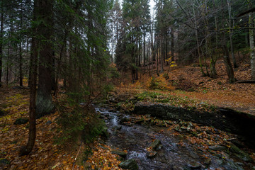 Obraz premium A small river in the autumn forest on the slopes of the Krkonose Mountains (Giant Mountains). Czech Republic.