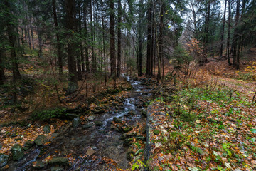 A small river in the autumn forest on the slopes of the Krkonose Mountains (Giant Mountains). Czech...