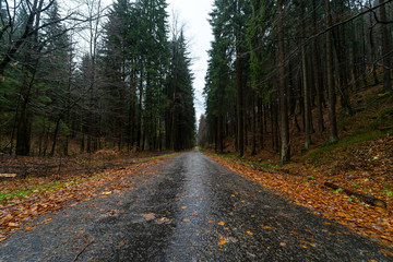 Road in the autumn forest on the slopes of the Krkonose Mountains (Giant Mountains). Czech Republic.
