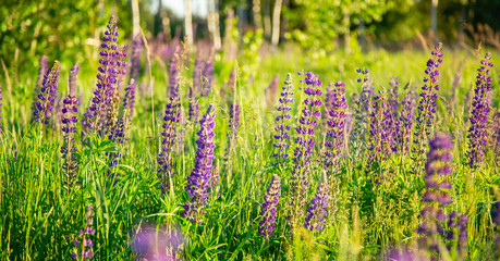 Flower field at sunset. Spring purple and pink lupine flowers in green grass.