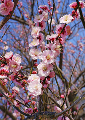 Pink flower blooms of the Japanese ume apricot tree, prunus mume, in winter in Miyajama, Japan