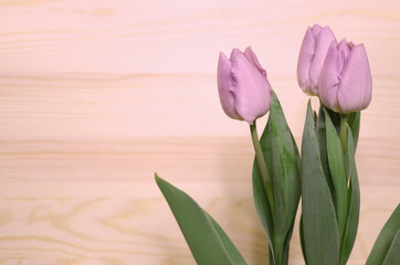 Purple-pink tulips on wooden background.