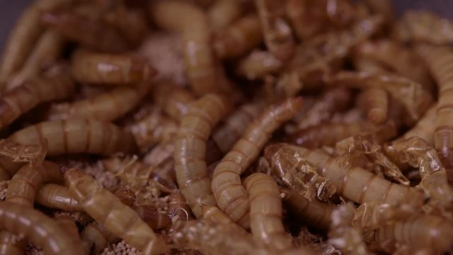 Macro shot mealworms with shedding