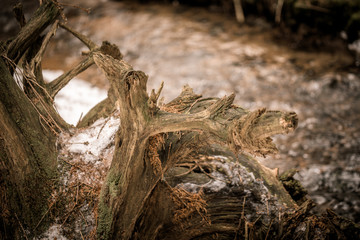 roots a close-up sepia picture