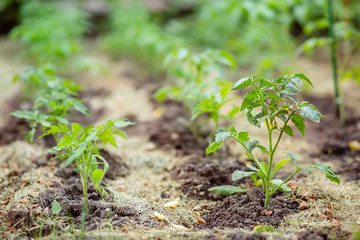 Young tomato seedlings. Growing tomatoes on the vine, tomatoes growing on the branches.