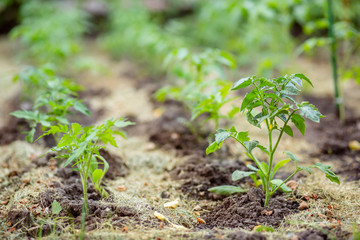 Young tomato seedlings. Growing tomatoes on the vine, tomatoes growing on the branches.
